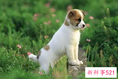 梦见狗跟着我有什么预兆