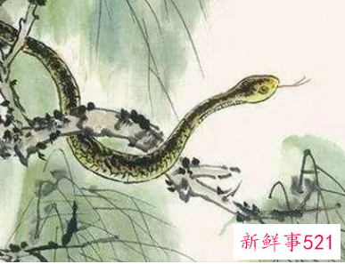 属蛇男喜欢接吻吗