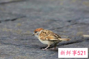 麻雀象征吉祥吗