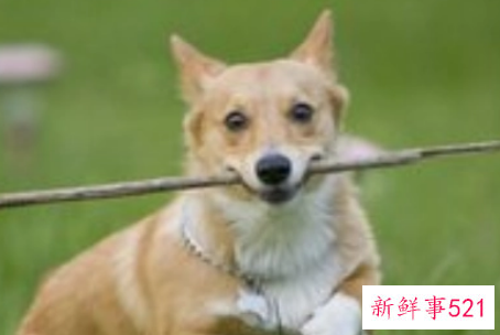 梦见狗跟着我有什么预兆