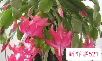 蟹爪兰花期多久