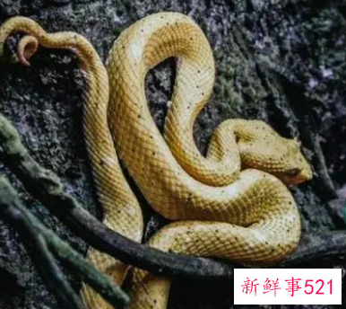 孕妇梦见煮蛇吃是什么意思