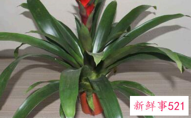 最旺运旺财的风水植物