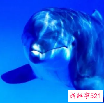 梦见海底动物是什么征兆