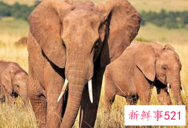 梦见被大象追是什么预兆