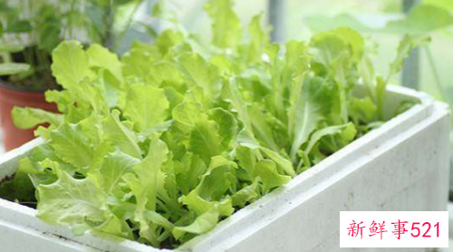 蔬菜也能装点家居