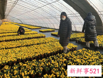 冬残奥会天安门将布置八万株早春花卉