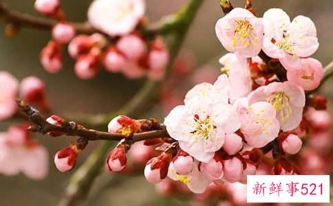 怎样桃花运会变好