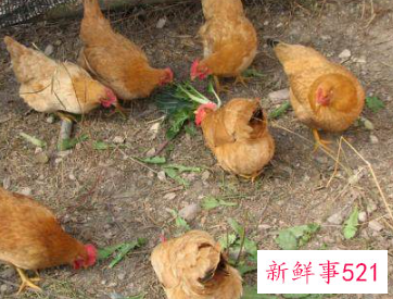 小鸡怎样养才长得快