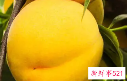 黄桃功效与作用