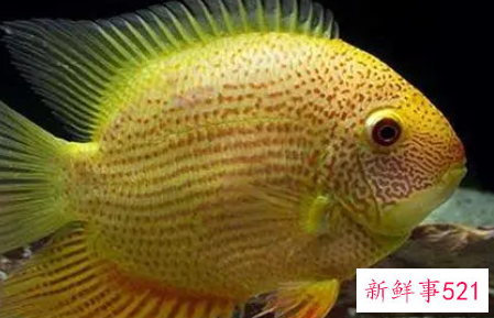 鱼和菠萝相克吗