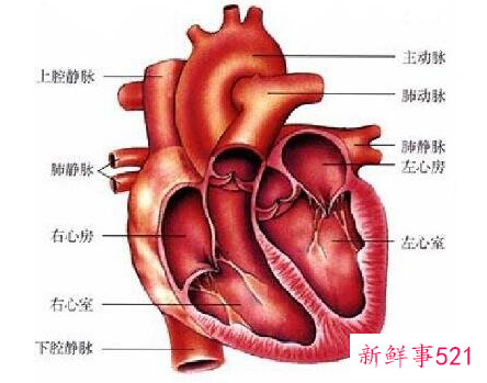 心脏分布图位置