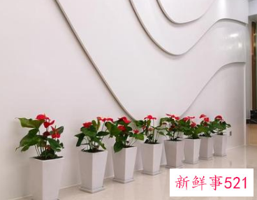 公司前台花卉摆放图片