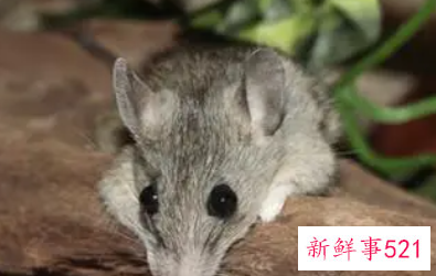 梦见老鼠死在床上是什么意思