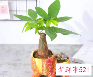 女人梦见发财树是什么意思