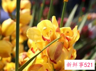 春节适合摆放什么花卉