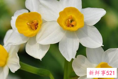 镇宅招财旺人的花