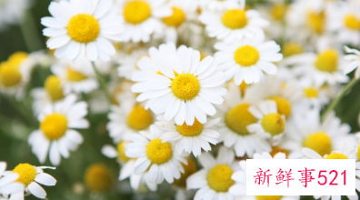 雏菊怎么泡水喝