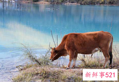 属猪和属牛的合不合婚姻