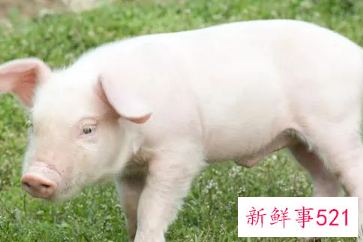 梦见大白猪的征兆