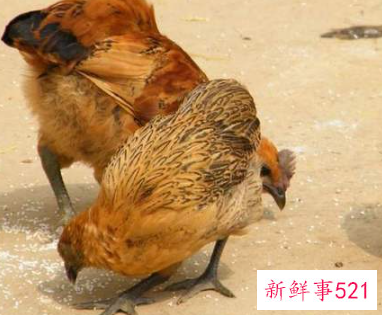 小鸡怎样养才长得快