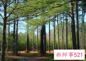 孕妇梦见大自然的美丽风景