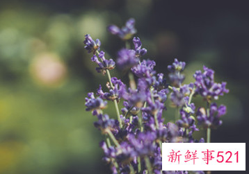 什么属相不能佩戴朱砂