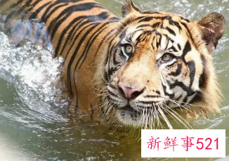 女属虎男属龙会旺夫吗