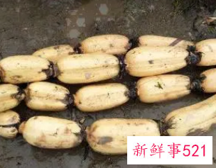 什么样的藕好呢怎么挑