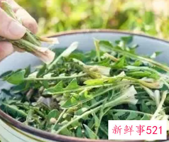 蒲公英茶的功效和作用有哪些