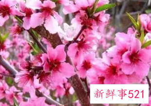 怀孕女人梦见桃花盛开是什么意思