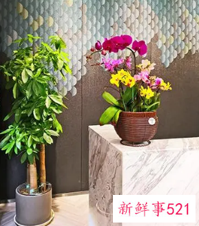公司前台花卉摆放图片