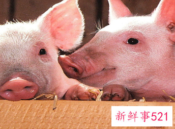 梦见大白猪的征兆