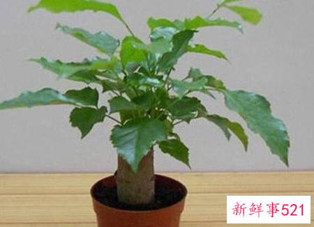 绿宝树的风水作用和摆放禁忌