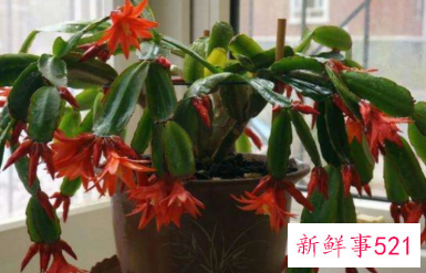 蟹爪兰花期多久