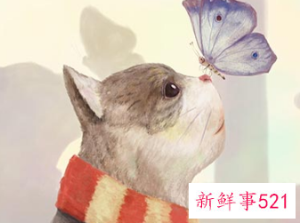 小学生怎么保护野生动物