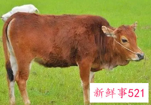 1973年属牛长期佩戴什么旺财