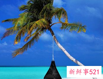 梦见棕榈树是什么意思