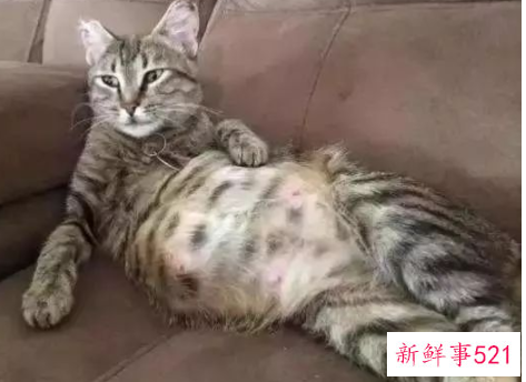 母猫假孕和真孕的区别