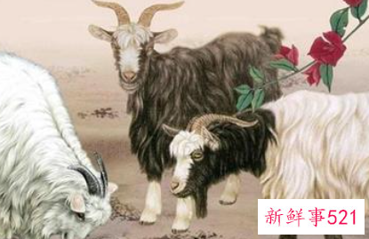 素质人品最好的生肖女