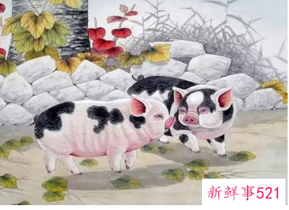 属猪和属牛的合不合婚姻