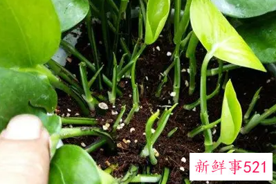 绿萝怎么扦插土培