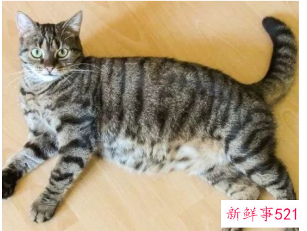 母猫假孕和真孕的区别