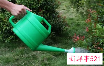 正确浇花的方法