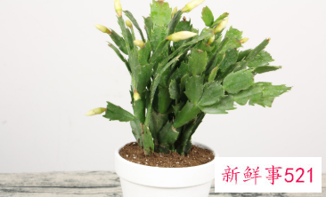 蟹爪兰花期多久