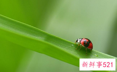 房间有虫子怎么驱虫啊