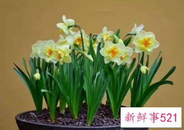 春节适合摆放什么花卉
