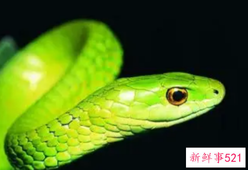 梦见发大水还有蛇