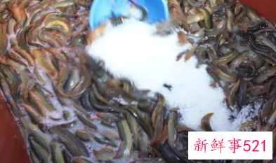 吃一个月泥鳅会怎么样