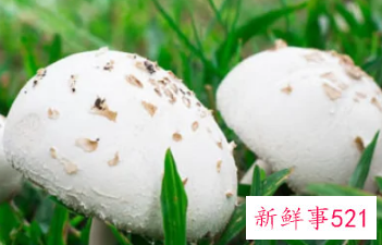 野生的白蘑菇有毒吗